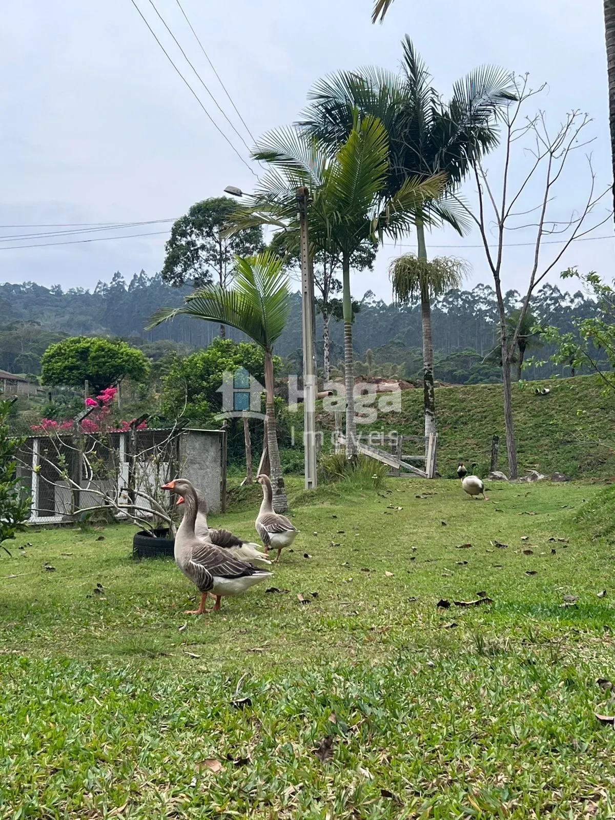 Chácara à venda de 3.600 m² em Canelinha, SC, Brasil