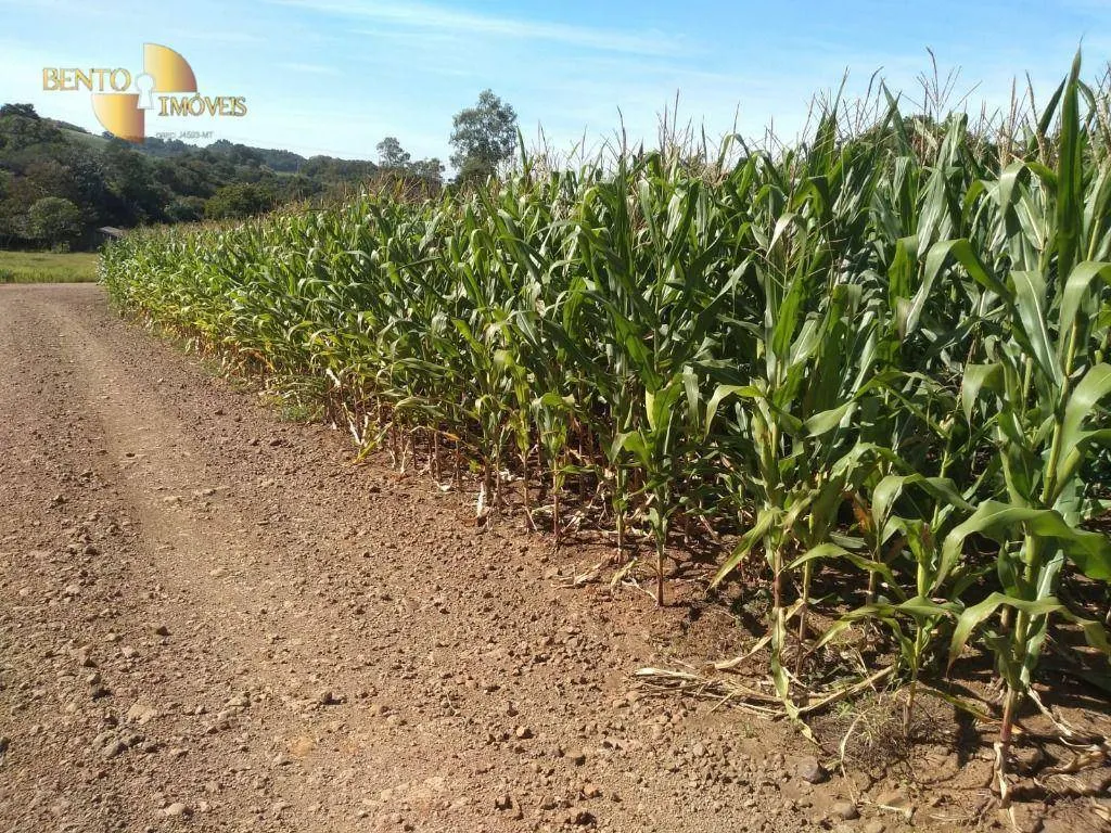 Fazenda à venda e para Arrendar de 297 ha em Francisco Beltrão, PR, Brasil