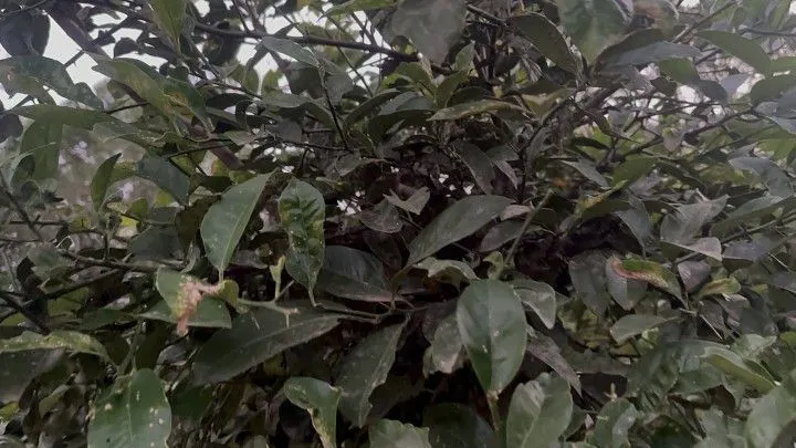 Terreno à venda de 360 m² em Santo Antônio da Patrulha, RS, Brasil