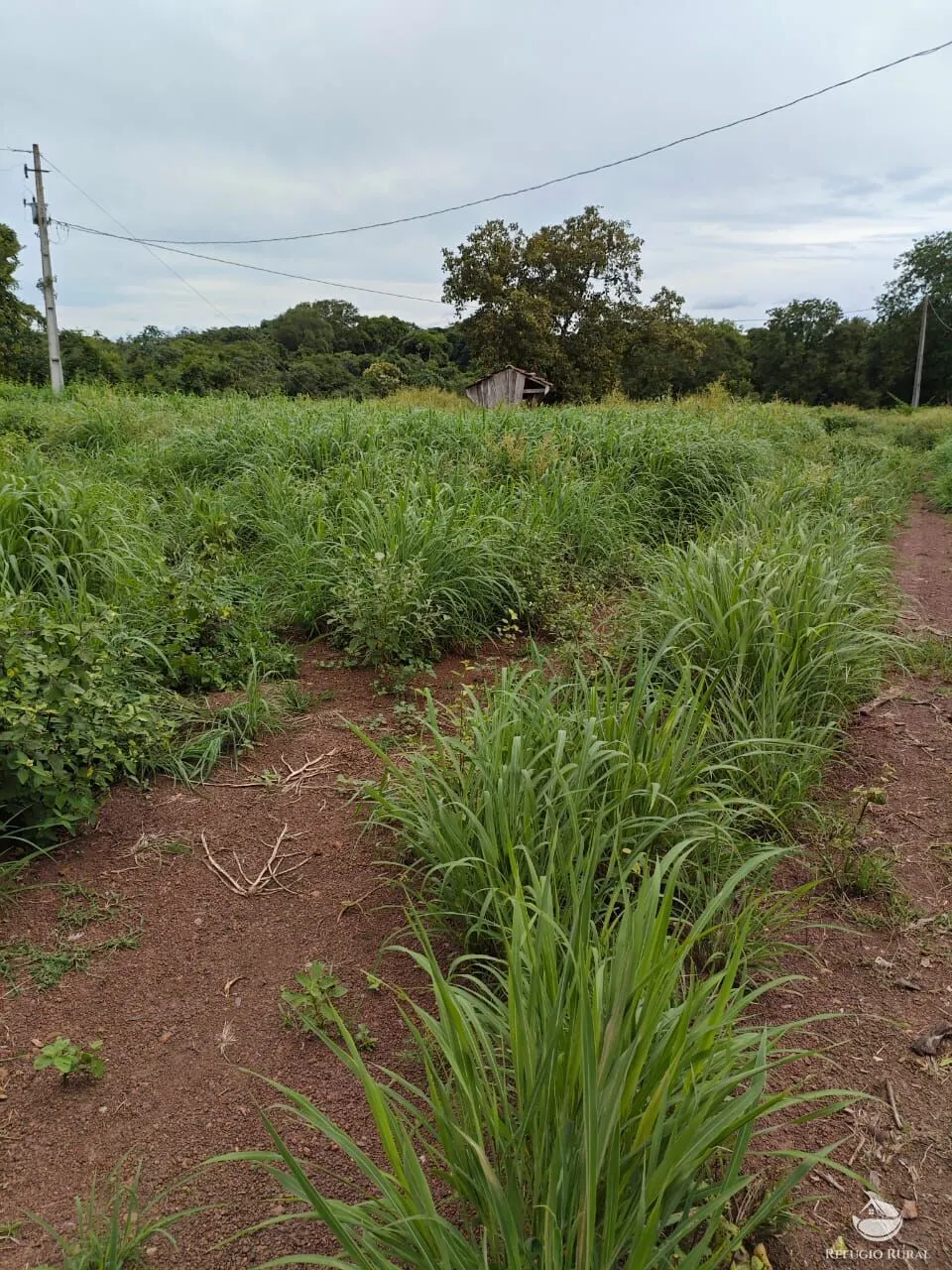Fazenda à venda de 909 ha em Alvorada, TO, Brasil
