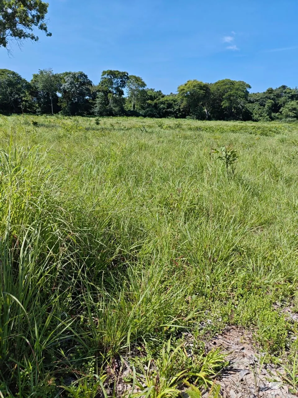 Fazenda à venda de 909 ha em Alvorada, TO, Brasil