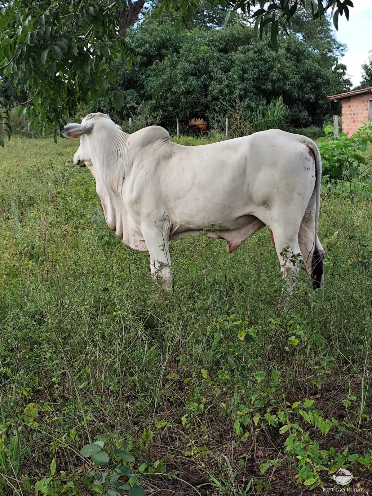 Fazenda à venda de 909 ha em Alvorada, TO, Brasil