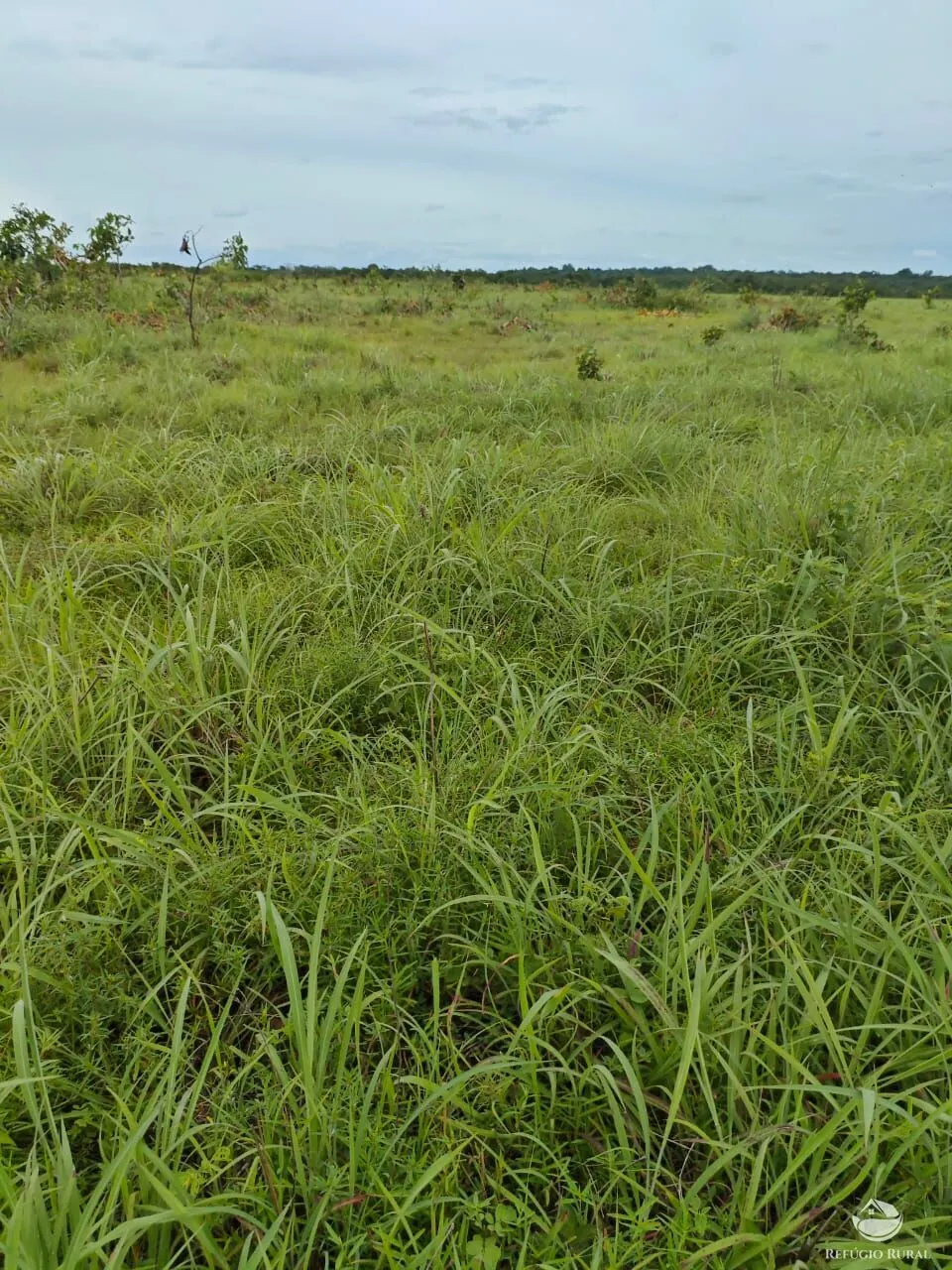 Fazenda à venda de 909 ha em Alvorada, TO, Brasil