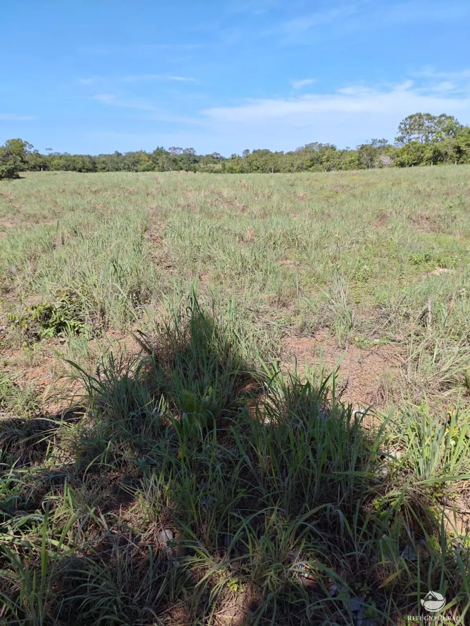Fazenda à venda de 909 ha em Alvorada, TO, Brasil