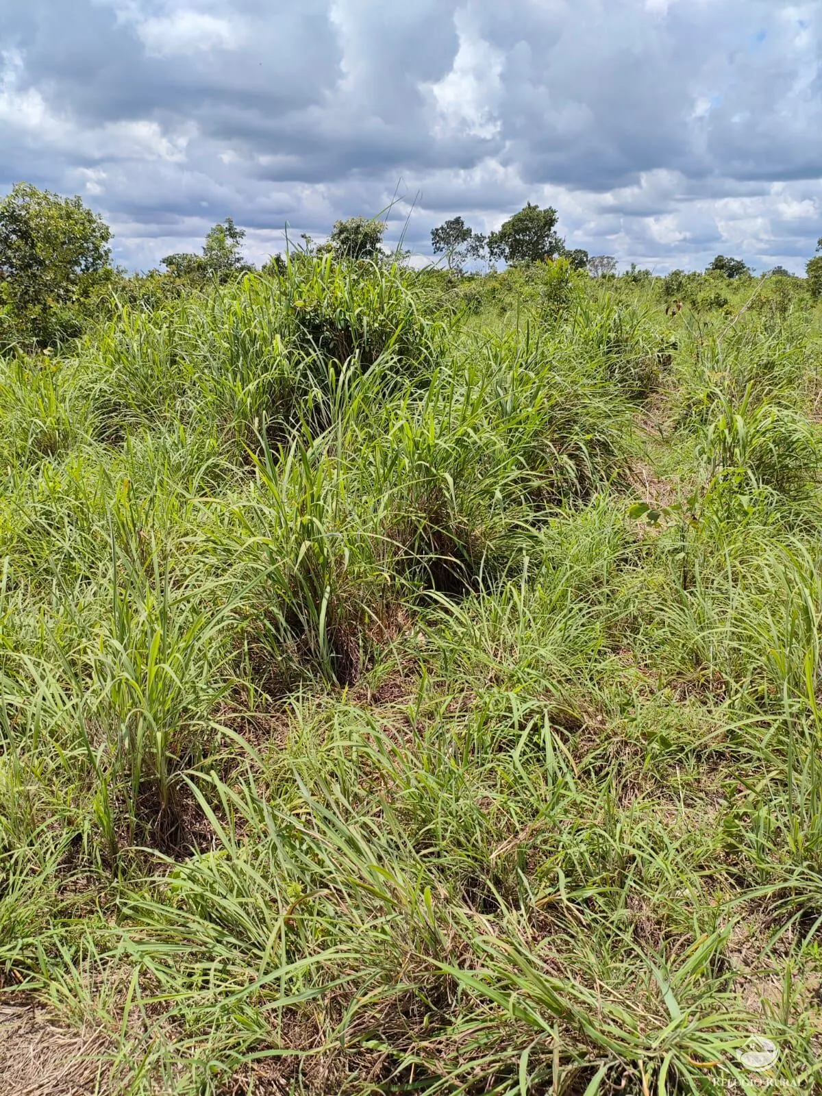 Fazenda à venda de 909 ha em Alvorada, TO, Brasil