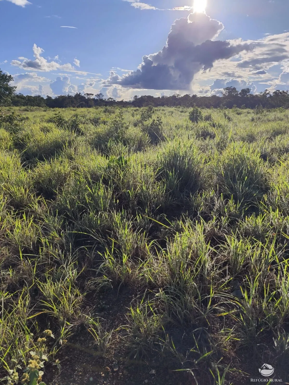 Fazenda à venda de 909 ha em Alvorada, TO, Brasil