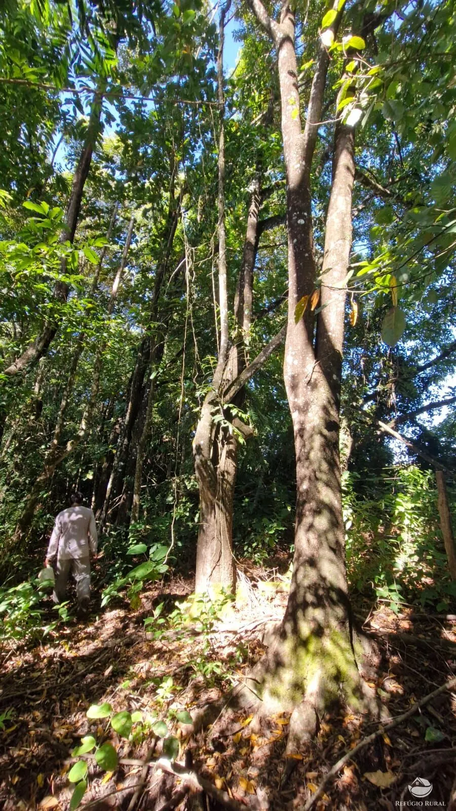 Sítio à venda de 82 ha em Aparecida do Rio Doce, GO, Brasil