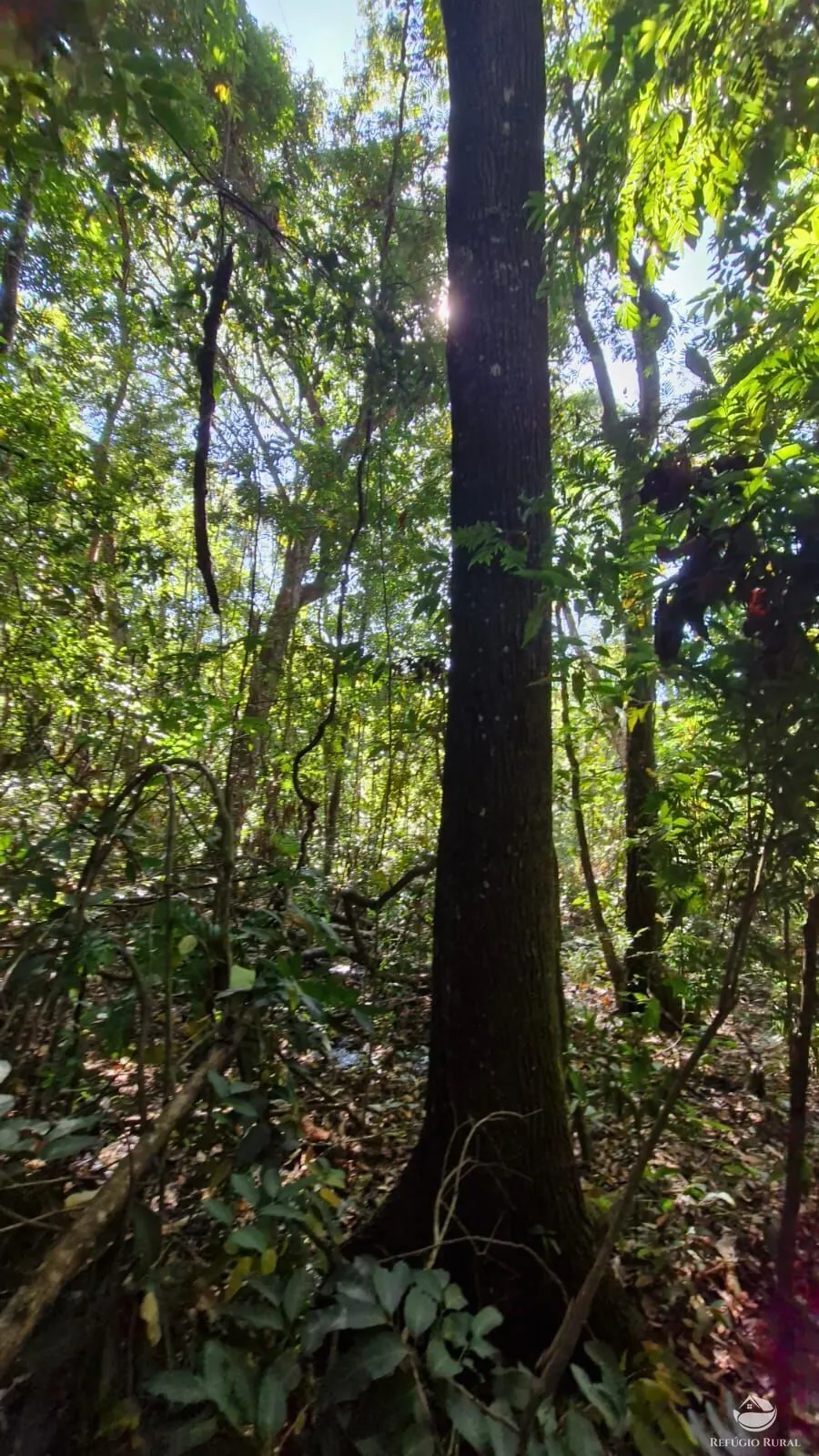 Sítio à venda de 82 ha em Aparecida do Rio Doce, GO, Brasil