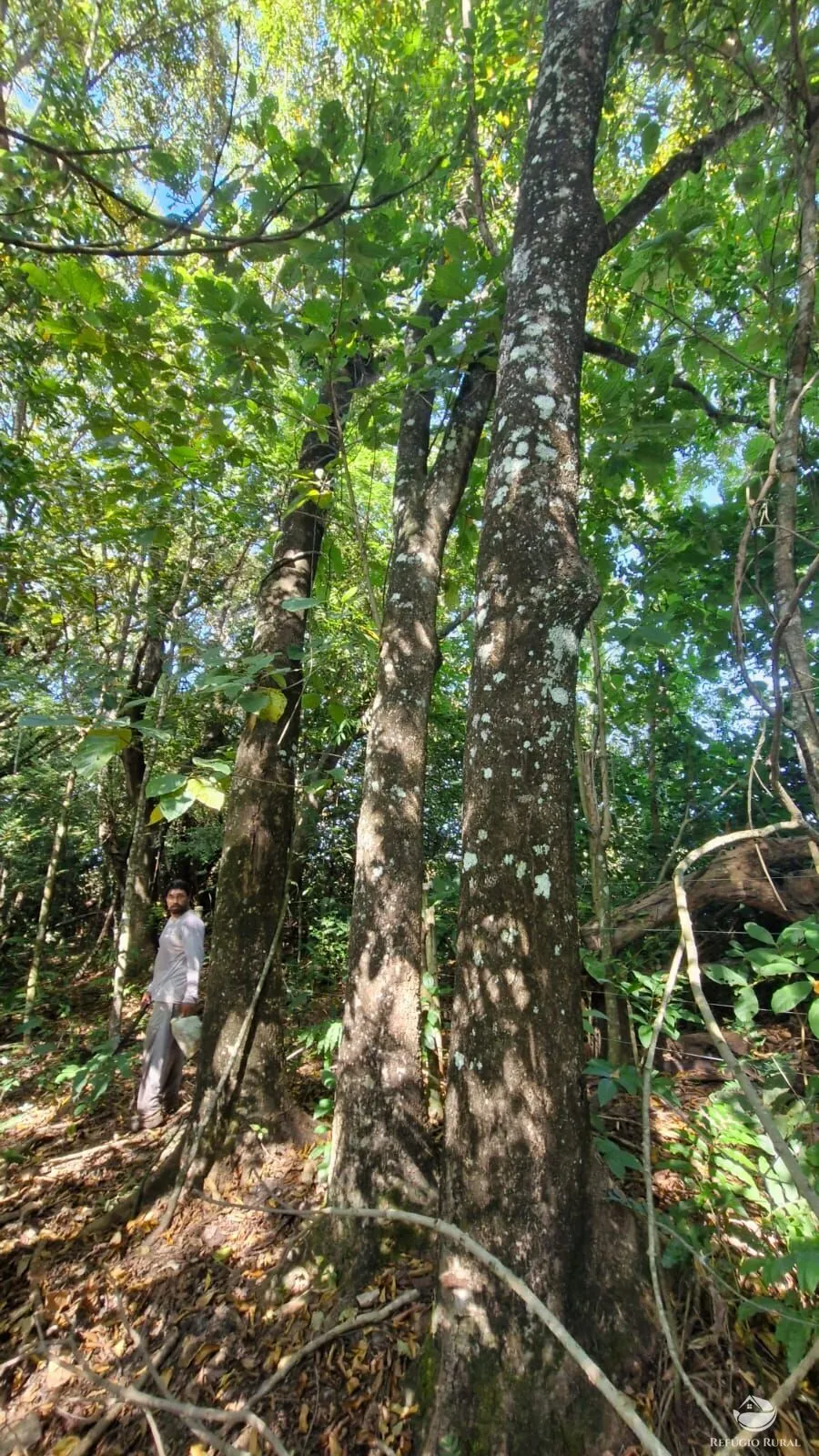 Sítio à venda de 82 ha em Aparecida do Rio Doce, GO, Brasil