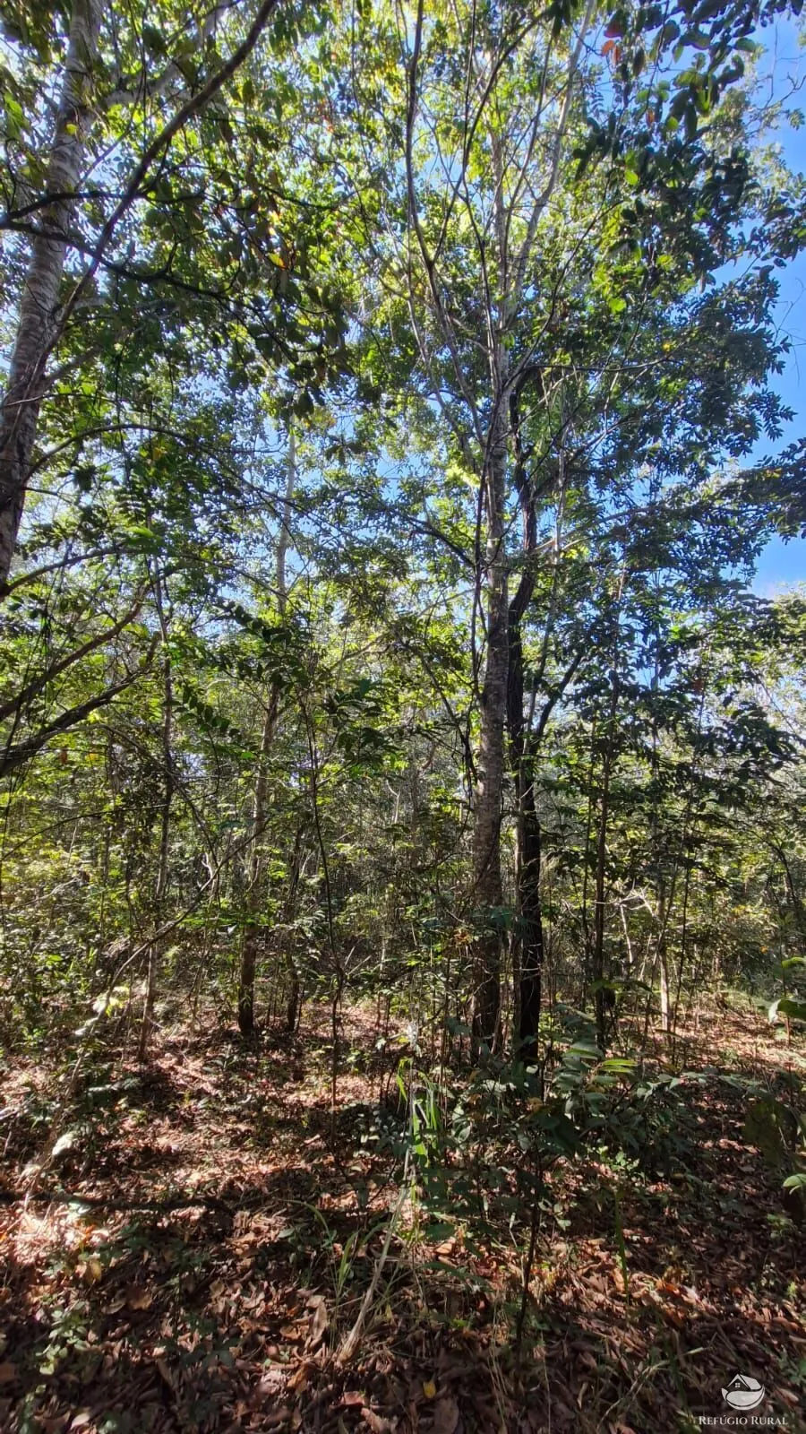 Sítio à venda de 82 ha em Aparecida do Rio Doce, GO, Brasil