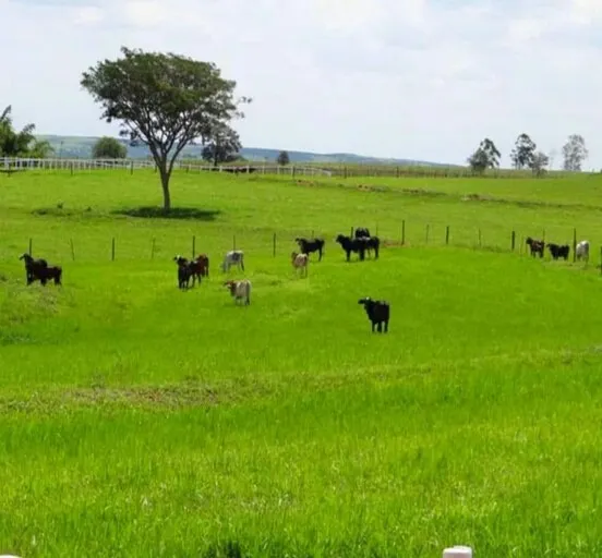 Farm for sale of 975 acres in Bauru, SP, Brazil
