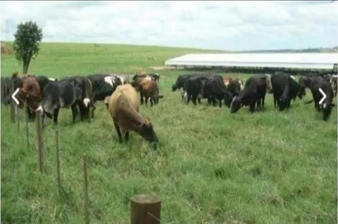 Farm for sale of 975 acres in Bauru, SP, Brazil