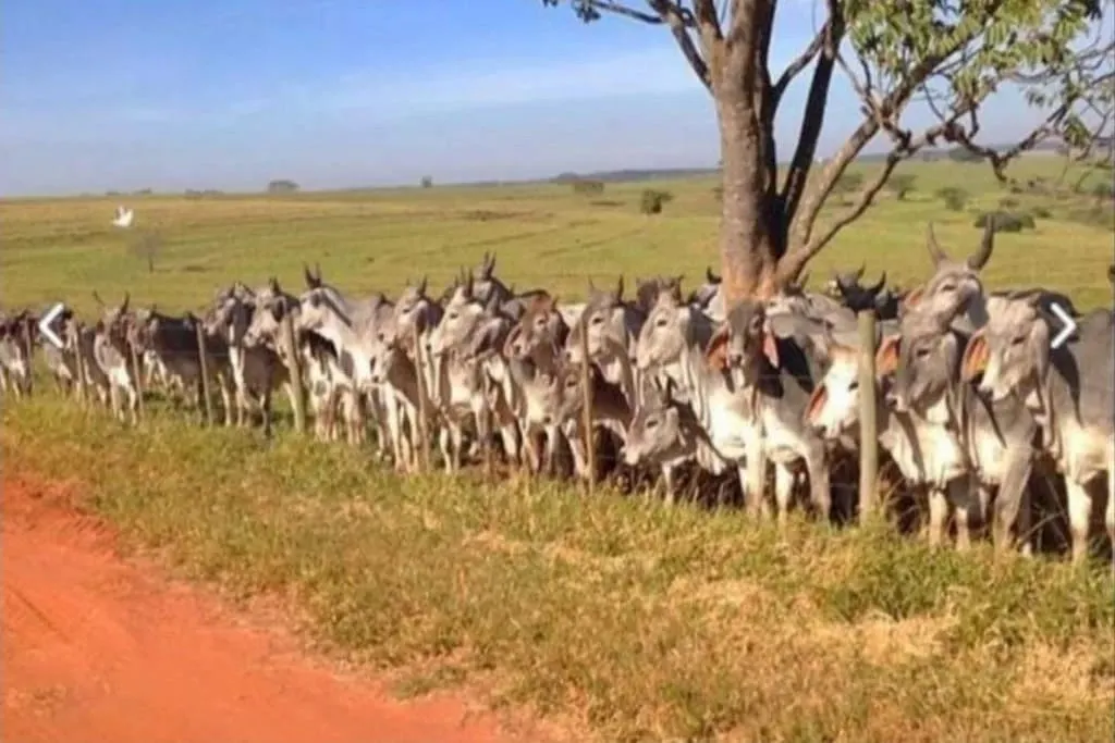 Farm for sale of 975 acres in Bauru, SP, Brazil
