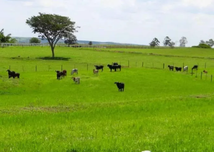 Farm for sale of 975 acres in Bauru, SP, Brazil
