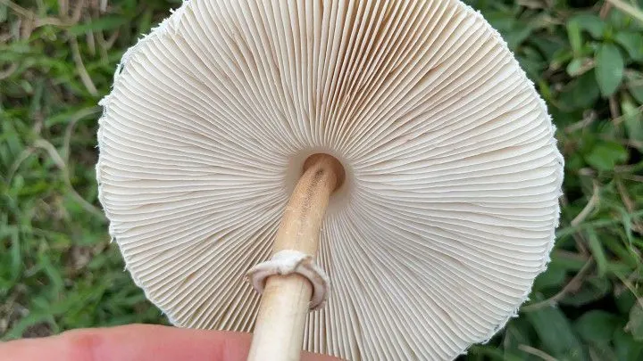 Chácara à venda de 9 ha em Santo Antônio da Patrulha, RS, Brasil