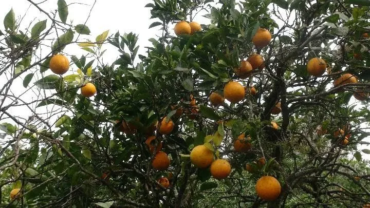 Chácara à venda de 9 ha em Santo Antônio da Patrulha, RS, Brasil