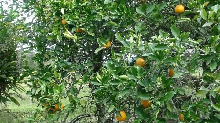 Chácara à venda de 9 ha em Santo Antônio da Patrulha, RS, Brasil