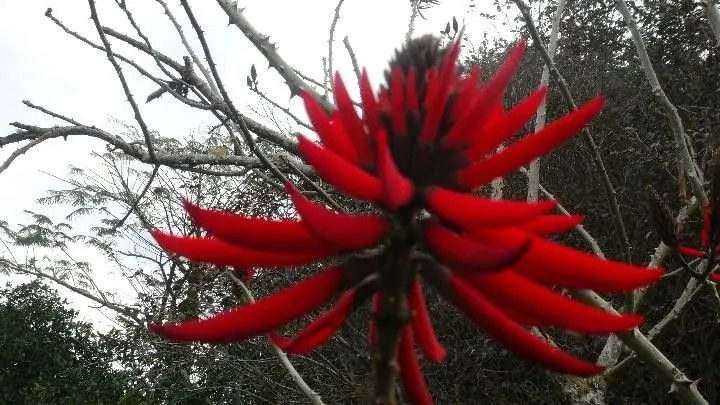 Chácara à venda de 9 ha em Santo Antônio da Patrulha, RS, Brasil