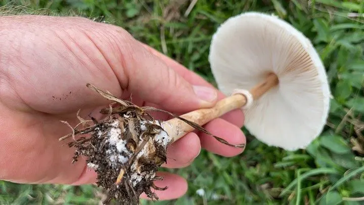 Chácara à venda de 9 ha em Santo Antônio da Patrulha, RS, Brasil