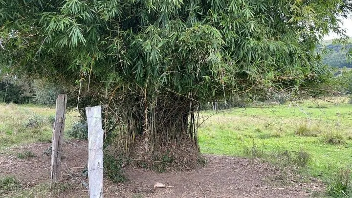 Chácara à venda de 9 ha em Santo Antônio da Patrulha, RS, Brasil