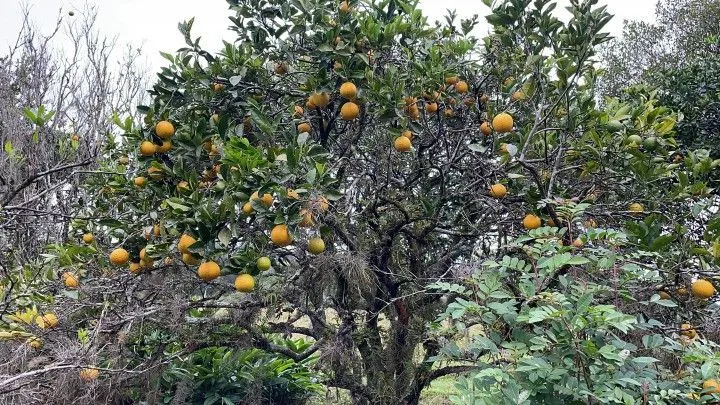 Chácara à venda de 9 ha em Santo Antônio da Patrulha, RS, Brasil