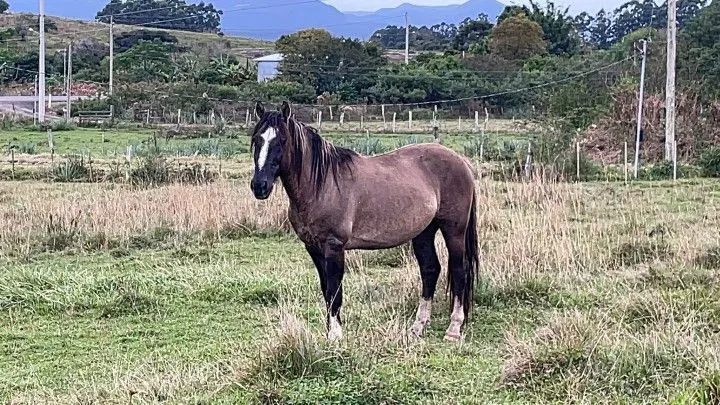 Chácara à venda de 9 ha em Santo Antônio da Patrulha, RS, Brasil