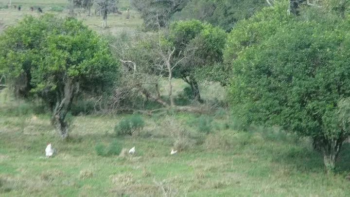 Chácara à venda de 9 ha em Santo Antônio da Patrulha, RS, Brasil