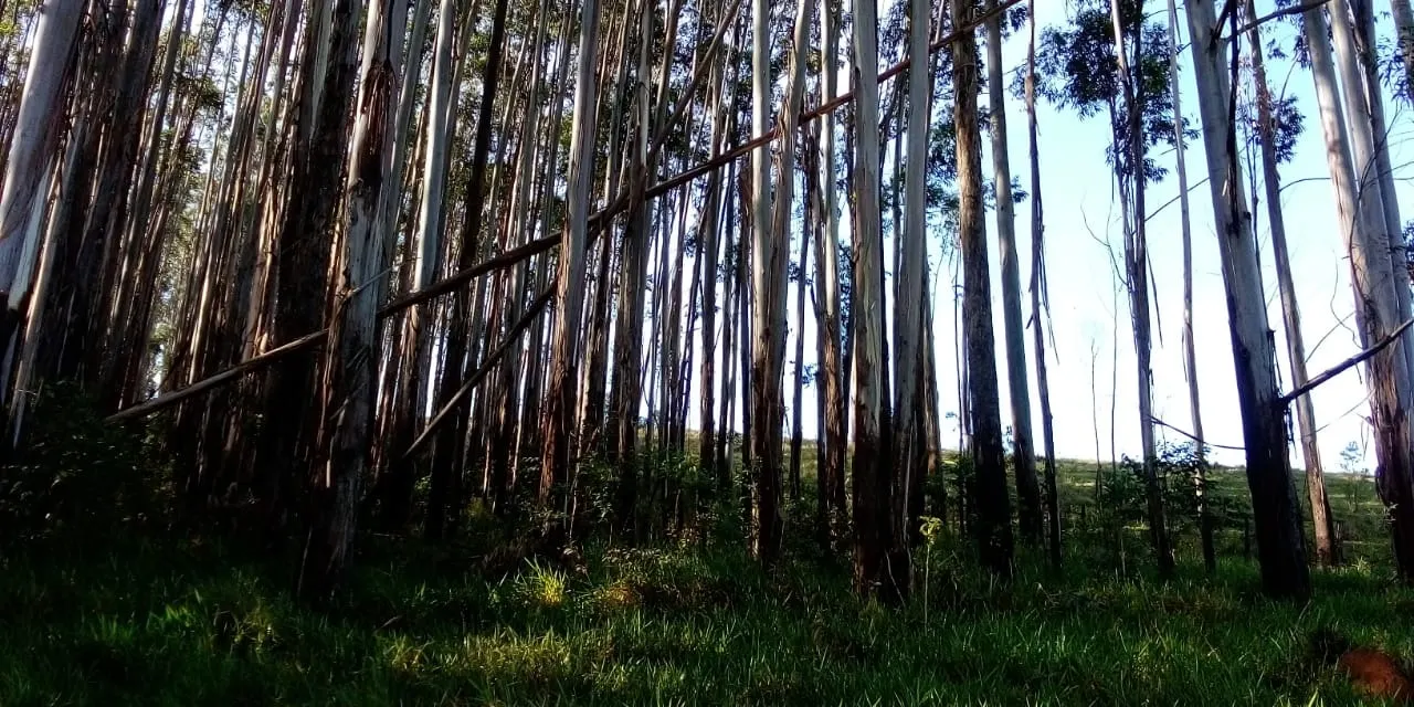 Fazenda à venda de 303 ha em Redenção da Serra, SP, Brasil