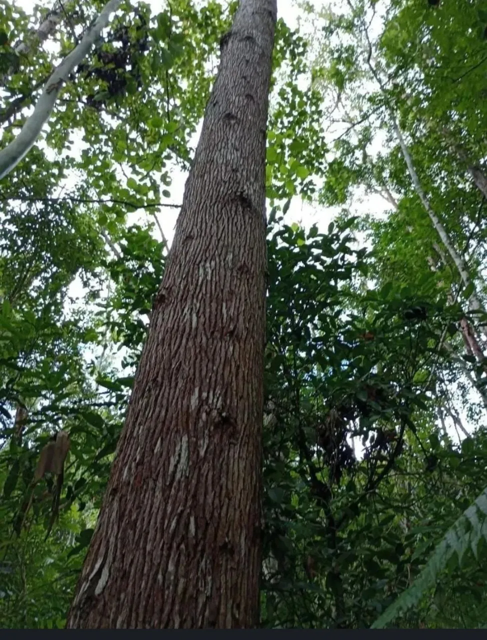 Farm for sale of 11,165 acres in Registro, SP, Brazil