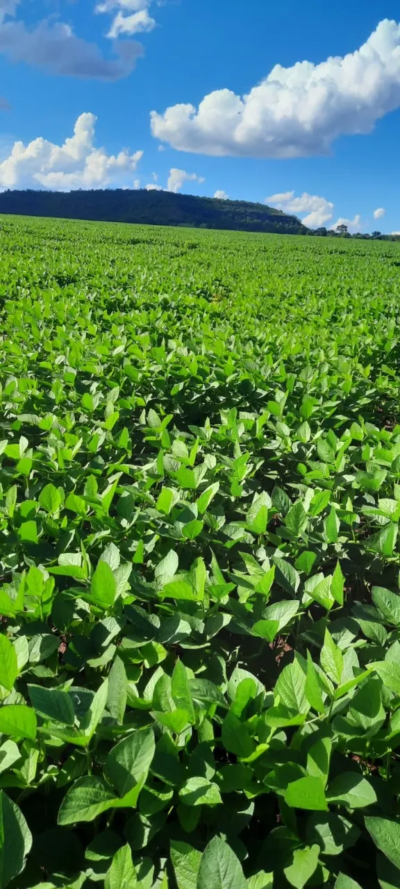 Fazenda à venda de 270 ha em Prata, MG, Brasil