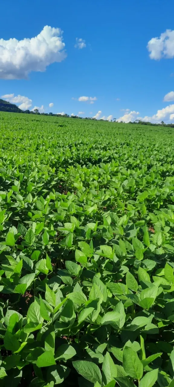 Fazenda à venda de 270 ha em Prata, MG, Brasil