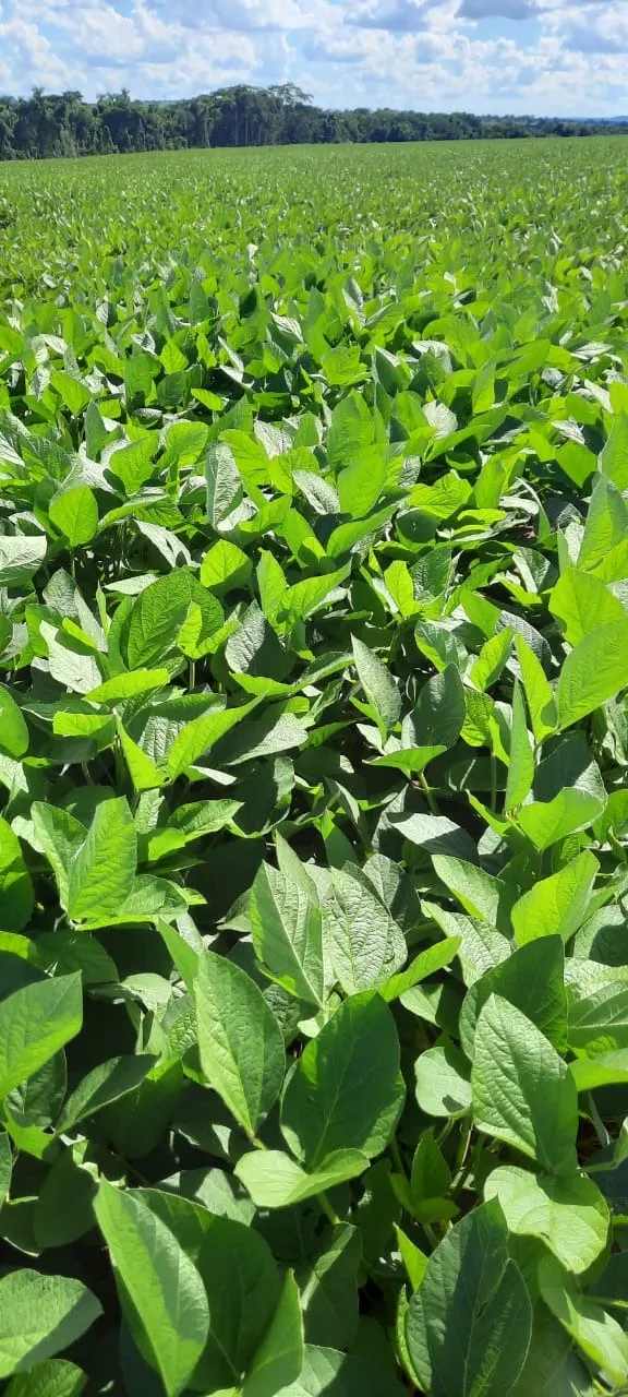 Fazenda à venda de 270 ha em Prata, MG, Brasil