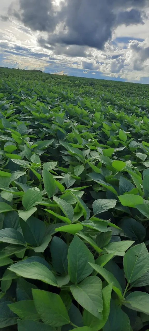 Fazenda à venda de 270 ha em Prata, MG, Brasil