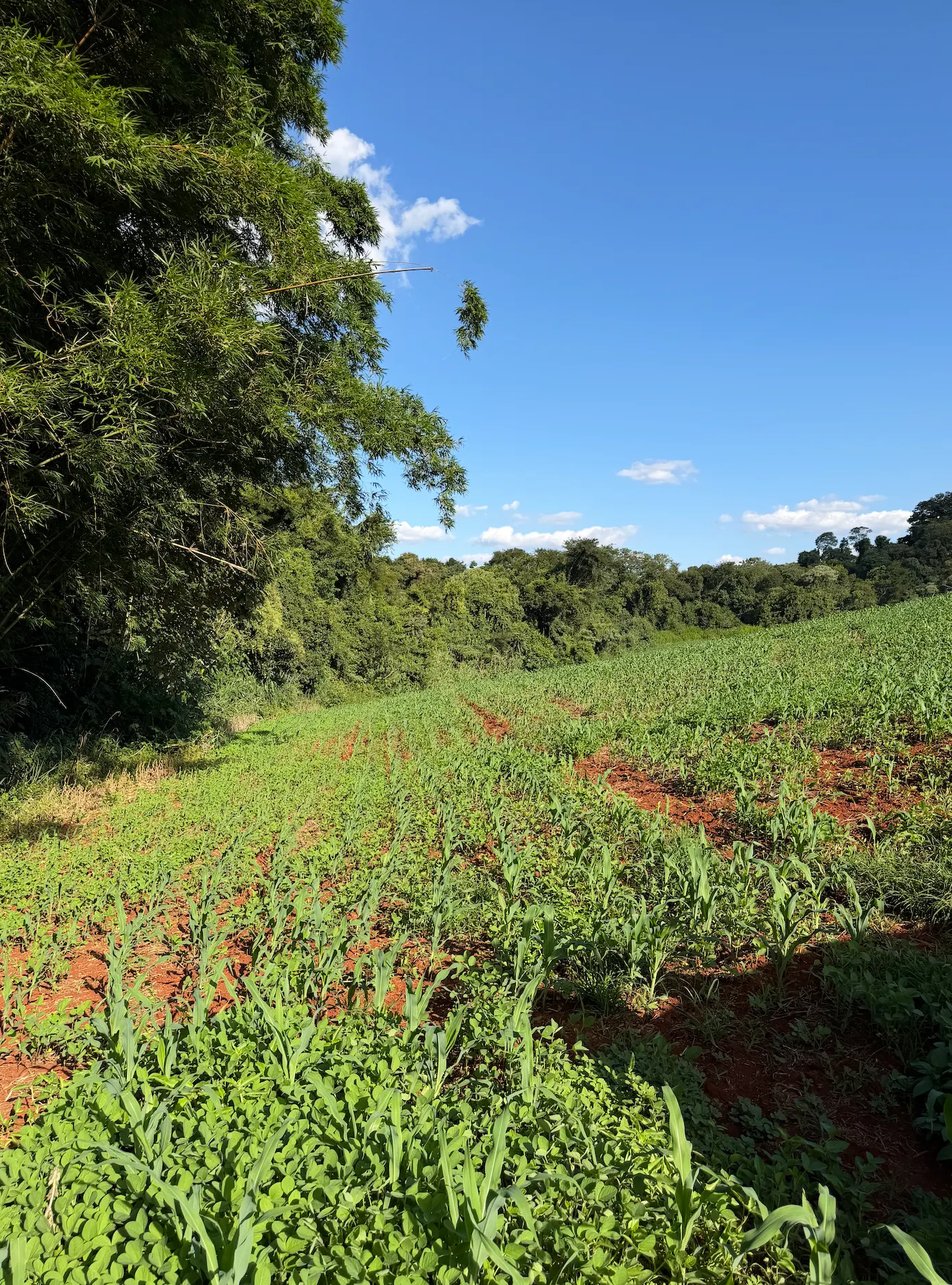Sítio à venda e para Arrendar de 36 ha em Apucarana, PR, Brasil