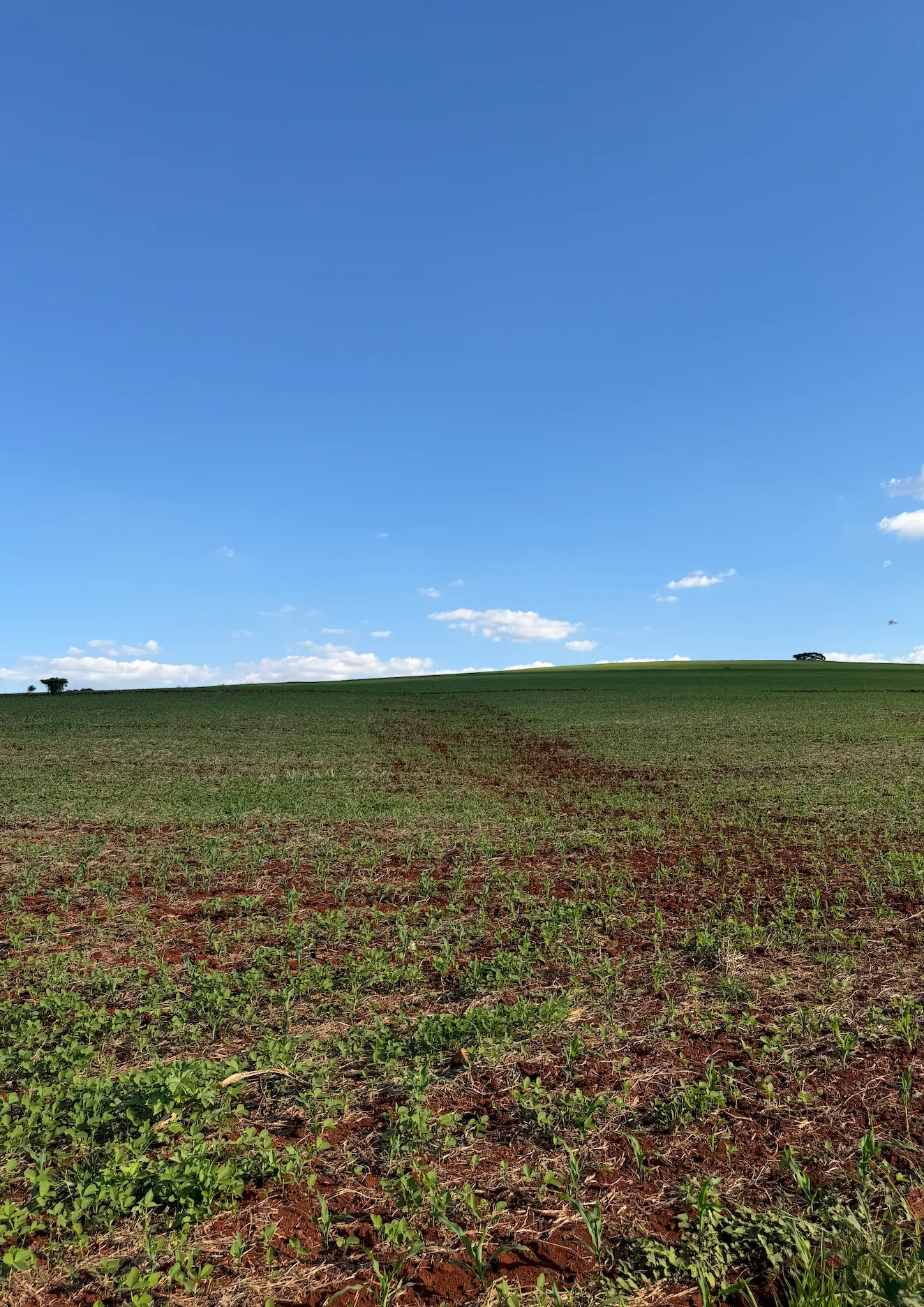 Sítio à venda e para Arrendar de 36 ha em Apucarana, PR, Brasil