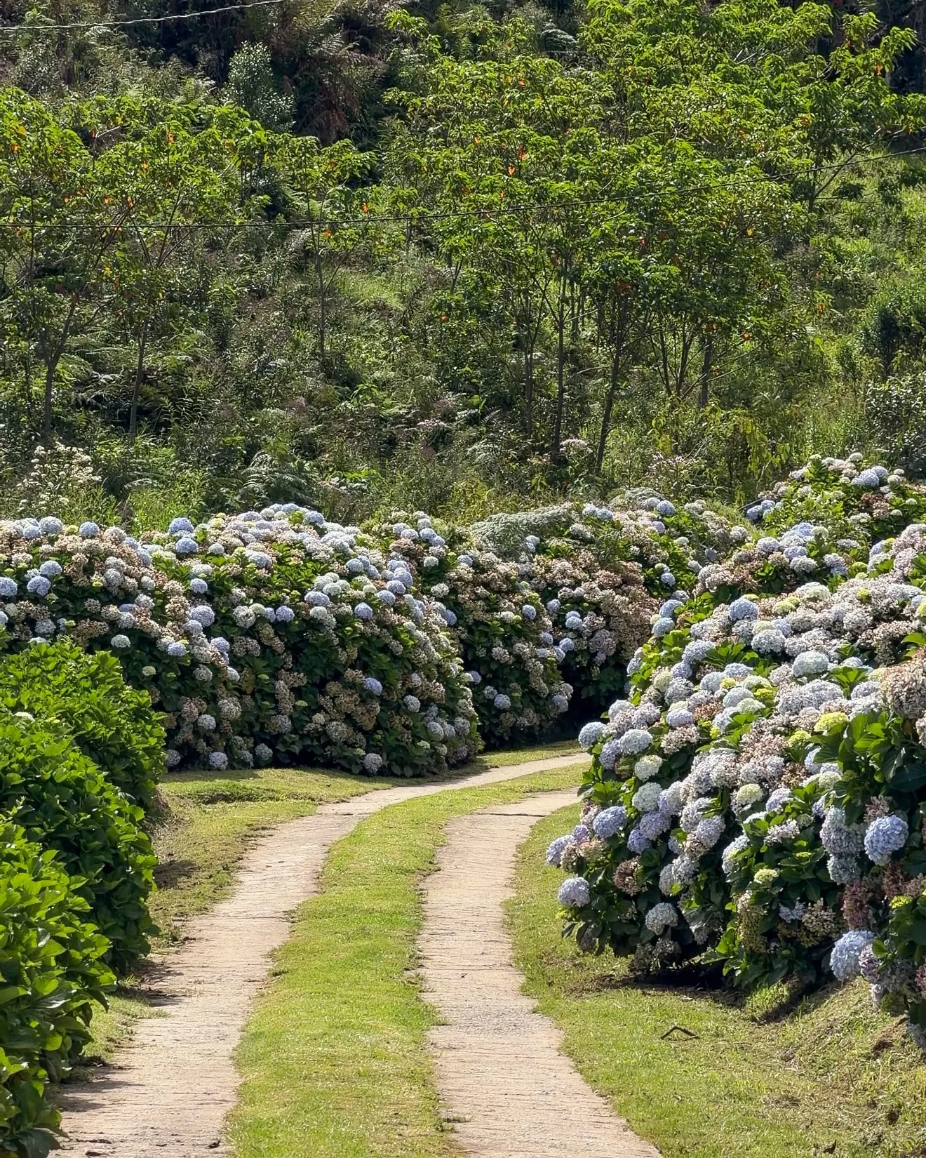Sítio à venda de 23 ha em Cunha, SP, Brasil