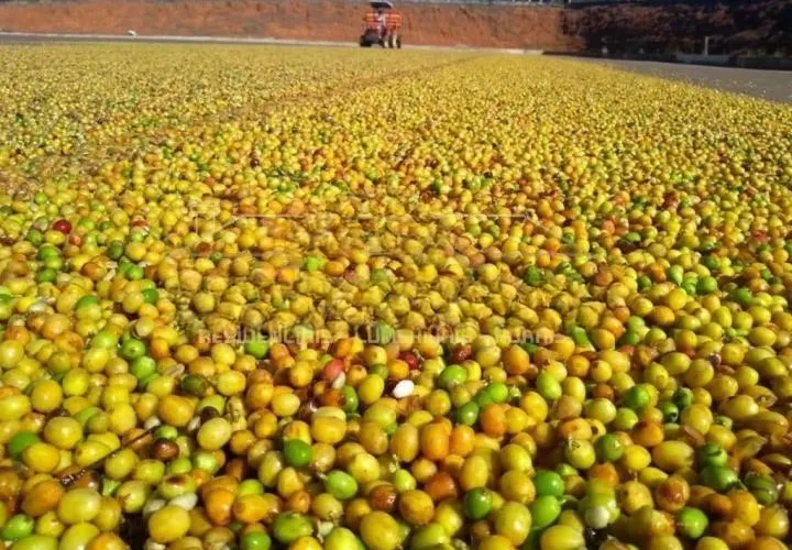Fazenda à venda de 1.526 ha em Piumhi, MG, Brasil