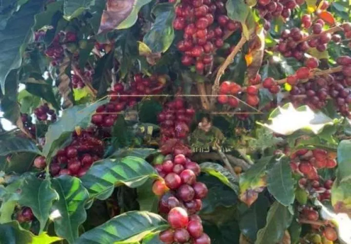 Fazenda à venda de 1.526 ha em Piumhi, MG, Brasil