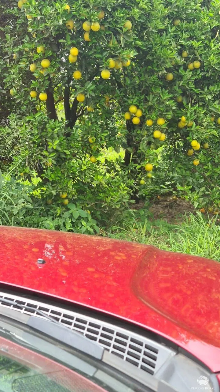 Fazenda à venda de 450 ha em Campina Verde, MG, Brasil