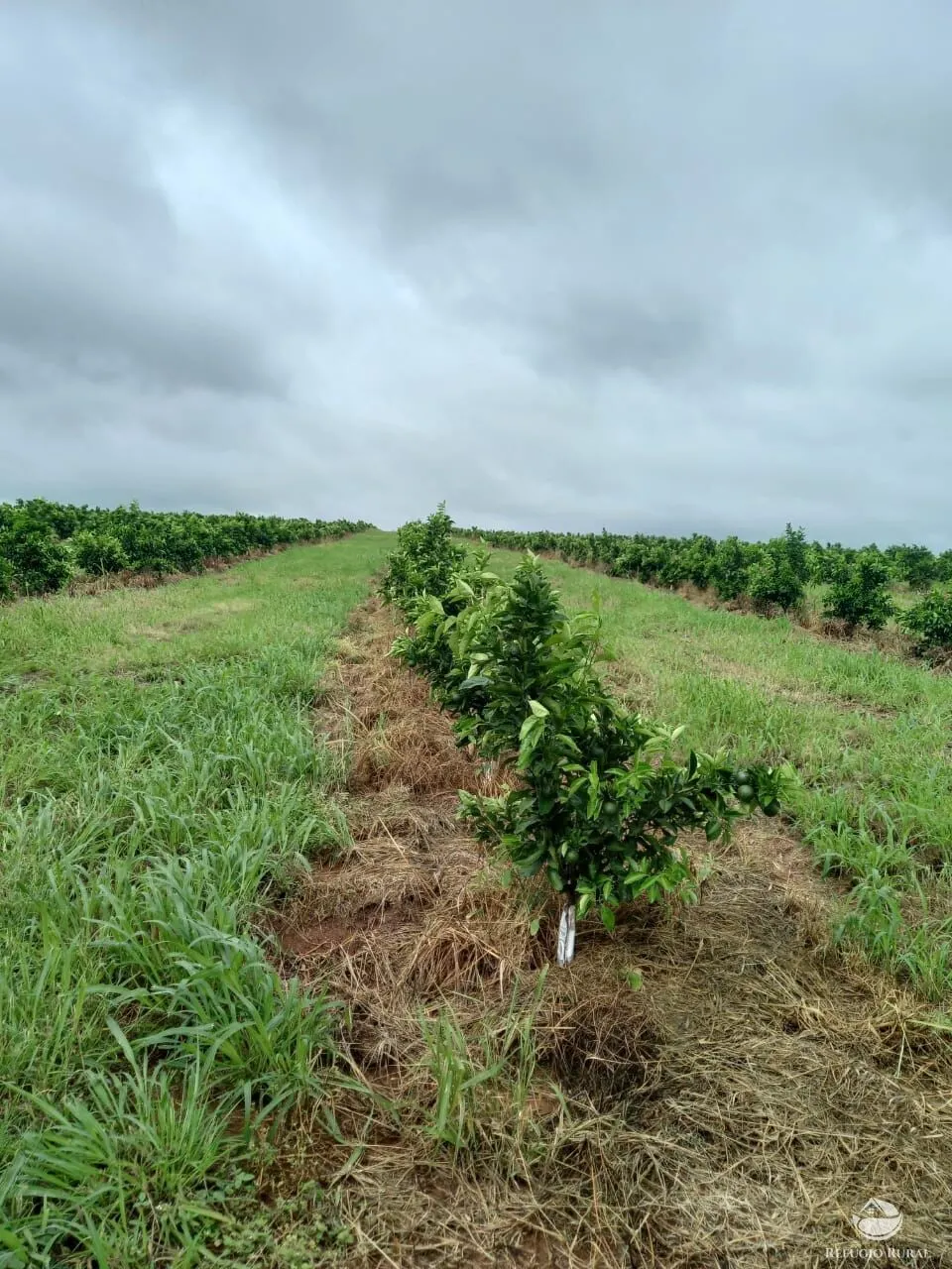 Fazenda à venda de 450 ha em Campina Verde, MG, Brasil
