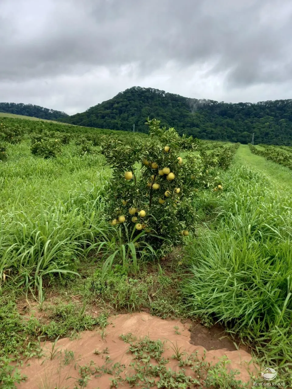 Fazenda à venda de 450 ha em Campina Verde, MG, Brasil