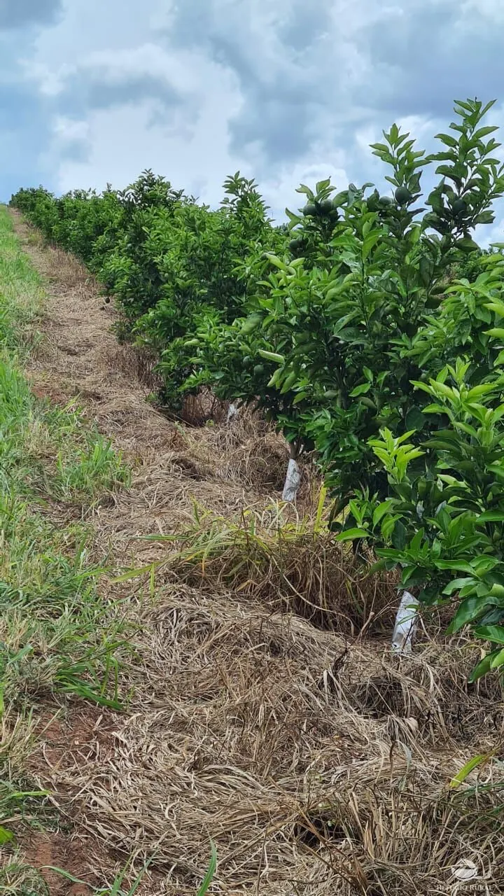 Fazenda à venda de 450 ha em Campina Verde, MG, Brasil