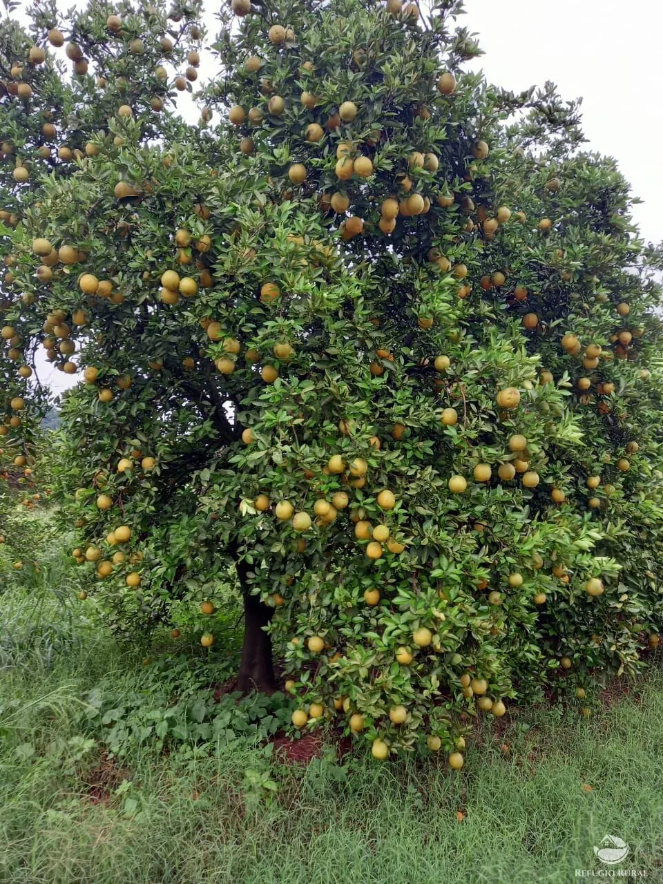 Fazenda à venda de 450 ha em Campina Verde, MG, Brasil