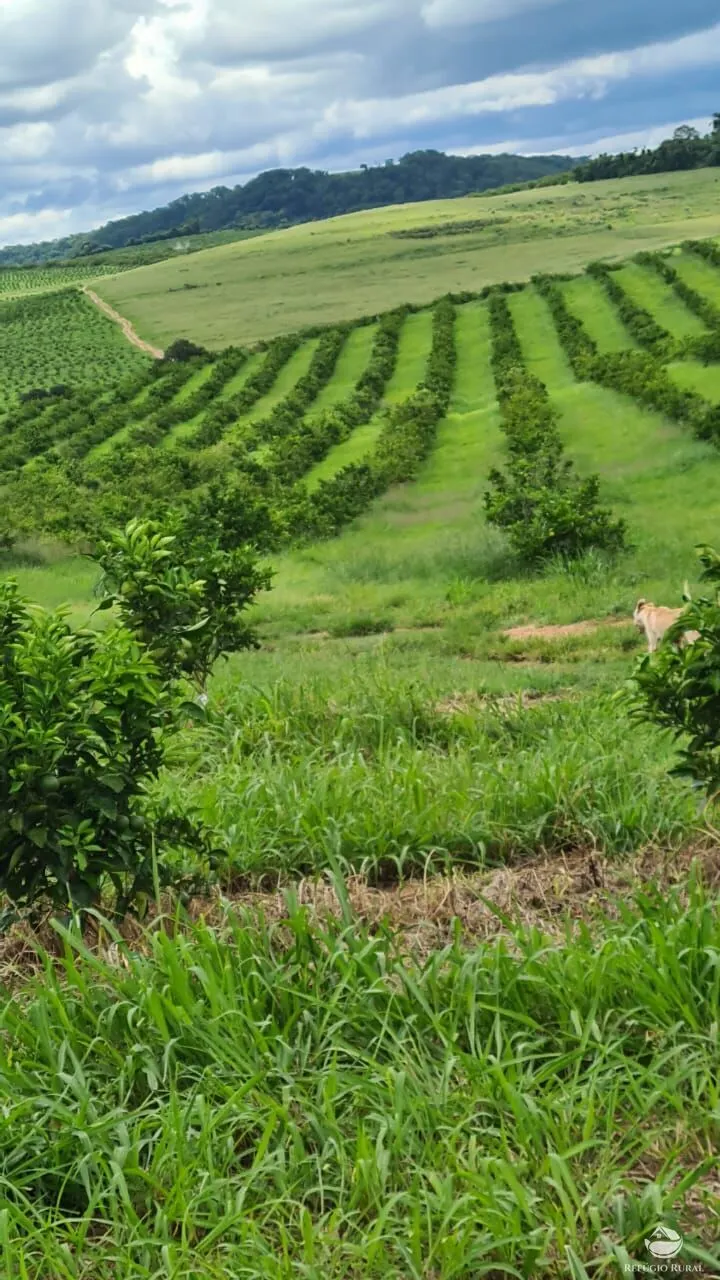 Fazenda à venda de 450 ha em Campina Verde, MG, Brasil