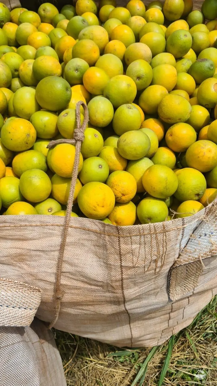 Fazenda à venda de 450 ha em Campina Verde, MG, Brasil
