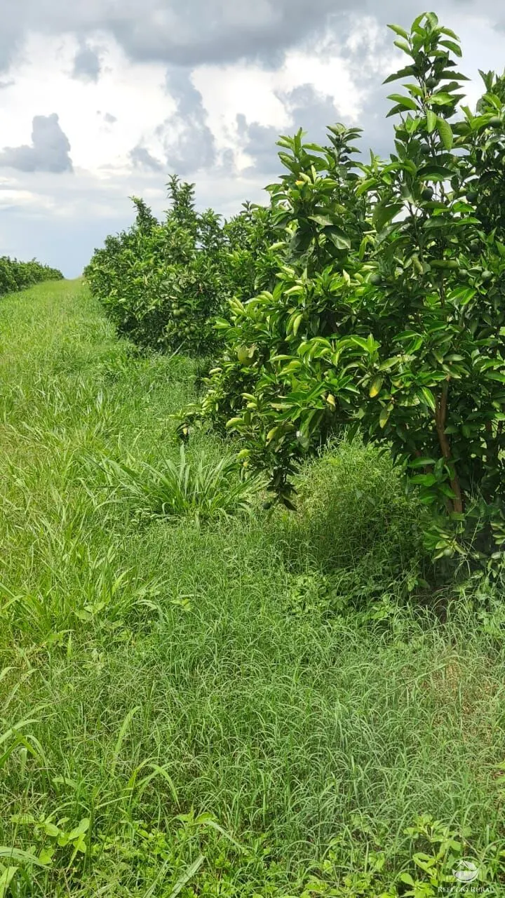 Fazenda à venda de 450 ha em Campina Verde, MG, Brasil