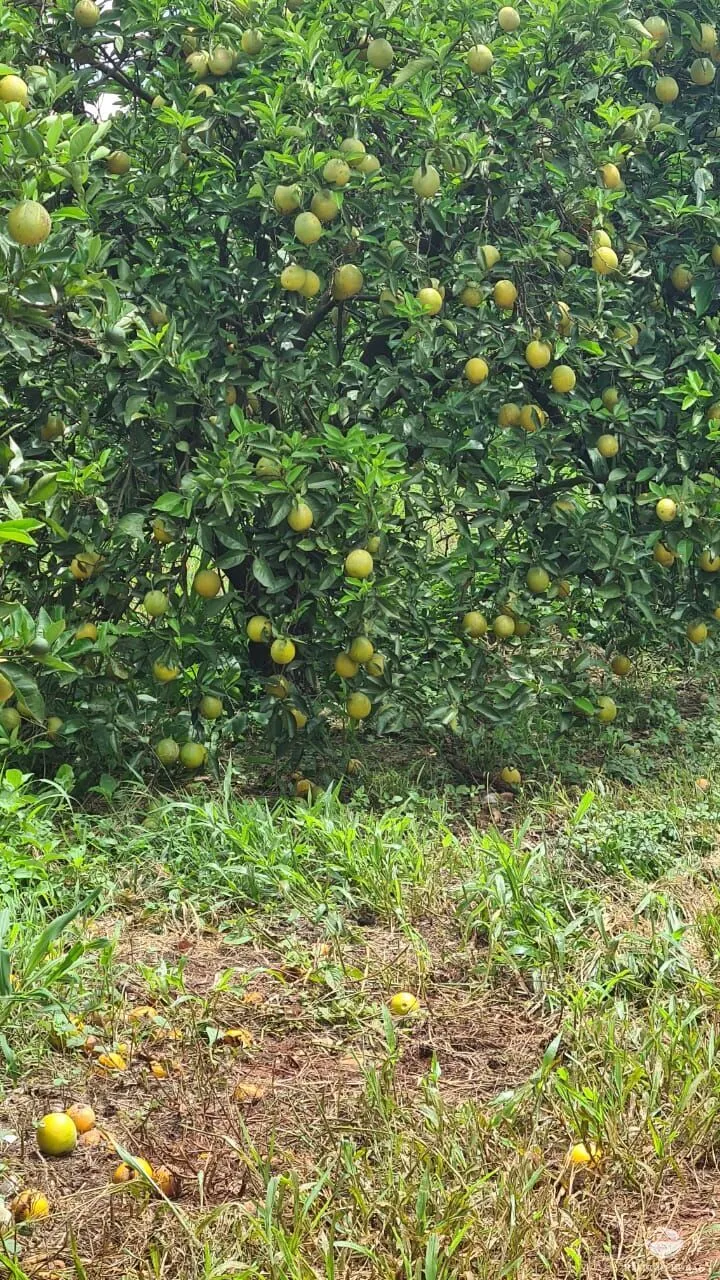 Fazenda à venda de 450 ha em Campina Verde, MG, Brasil