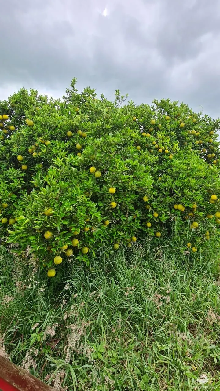Fazenda à venda de 450 ha em Campina Verde, MG, Brasil