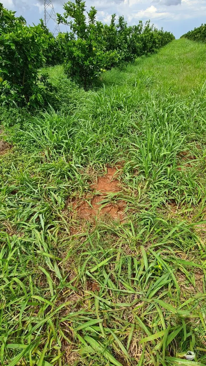 Fazenda à venda de 450 ha em Campina Verde, MG, Brasil