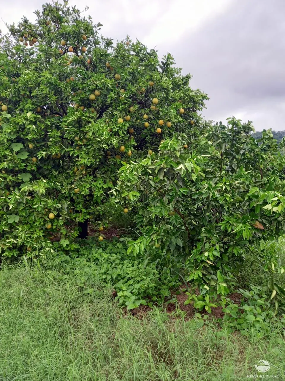 Fazenda à venda de 450 ha em Campina Verde, MG, Brasil